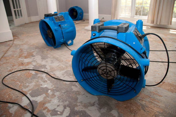 Best Mold removal after water damage  in Irvine, KY