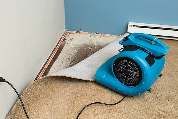 Best Water damage contractors near me  in Irvine, KY